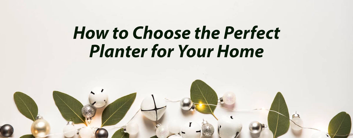 How to Choose the Perfect Planter for Your Home